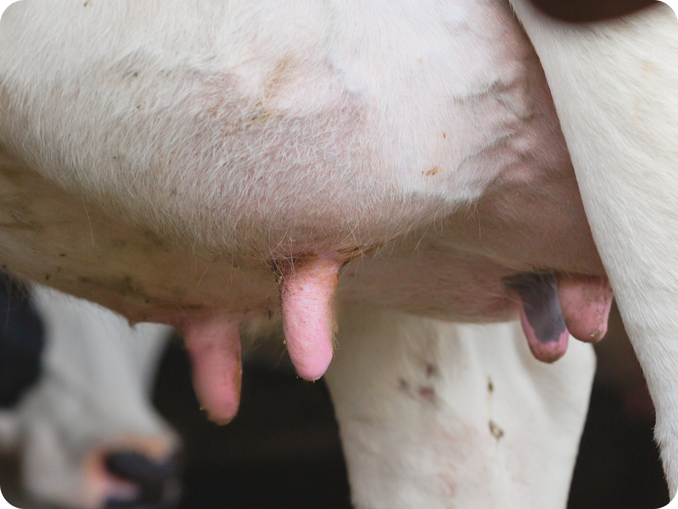 MLÉČNÁ ŽLÁZA_mastitida